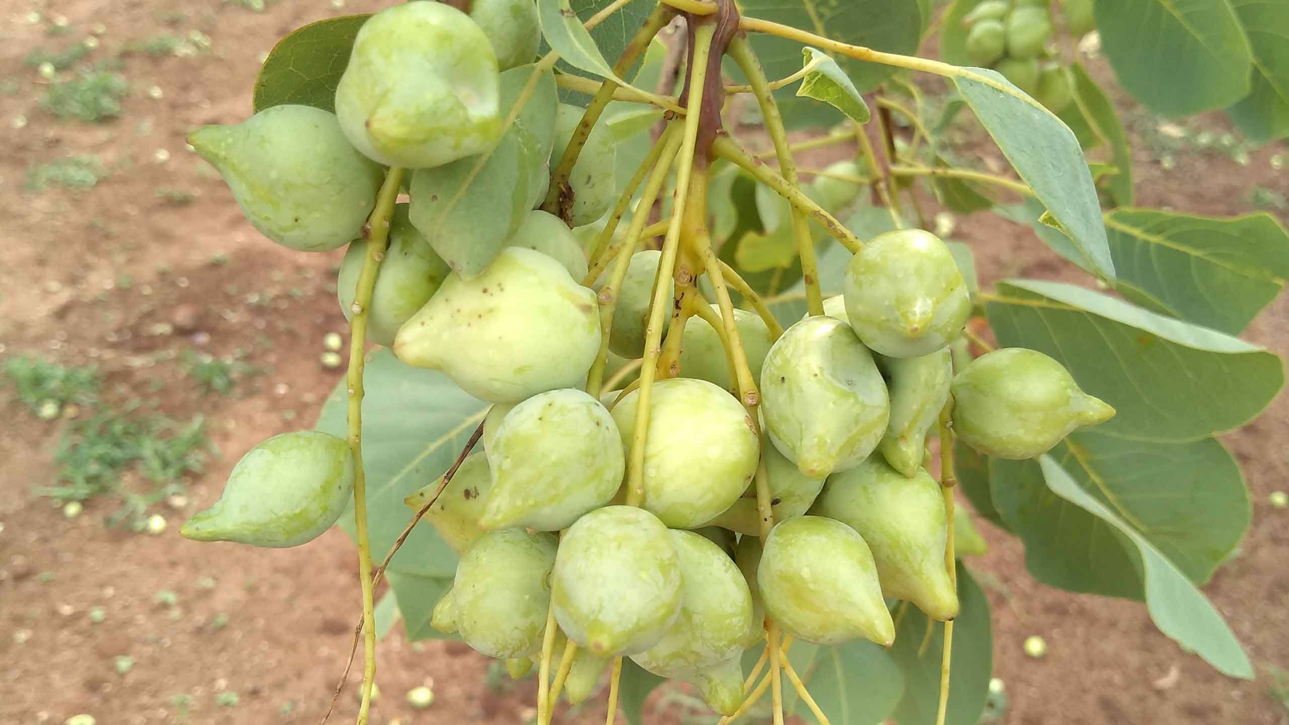 WA Harvest 2019 | Naakpa