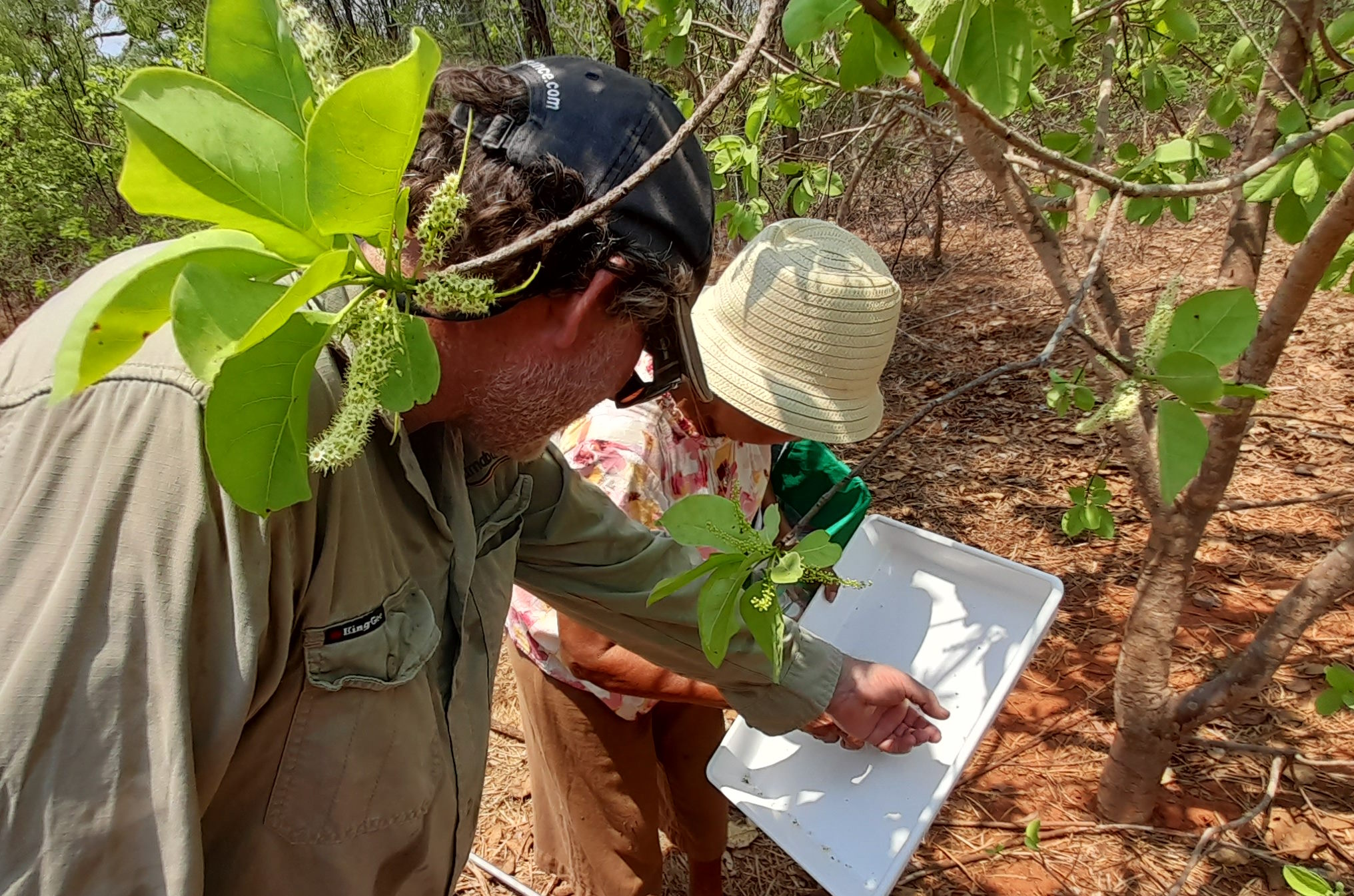 Producer Insect Insect identification network for Aboriginal Bushfood Producers | Naakpa